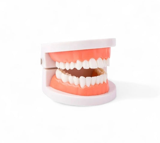 Practice Tooth Model